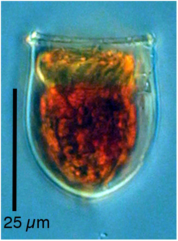 Ascampbelliella torulata