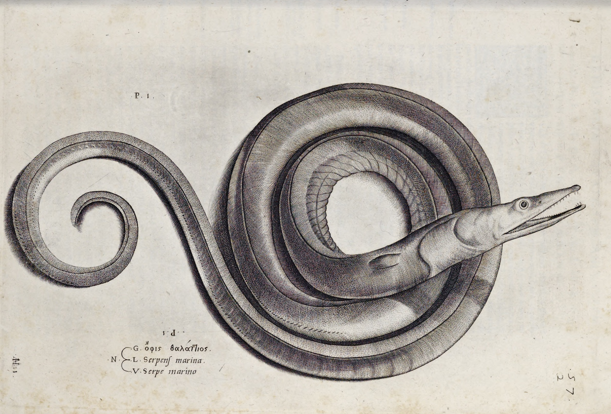 SeaSerpent