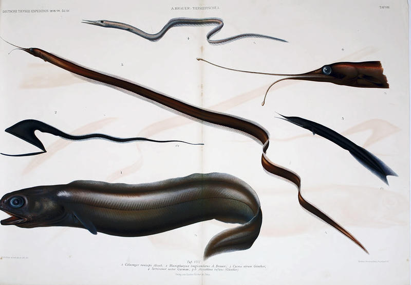 Plate 8