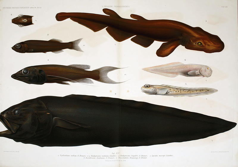 Plate 14