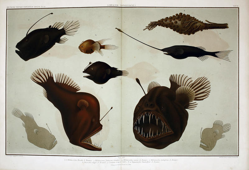 Plate 15