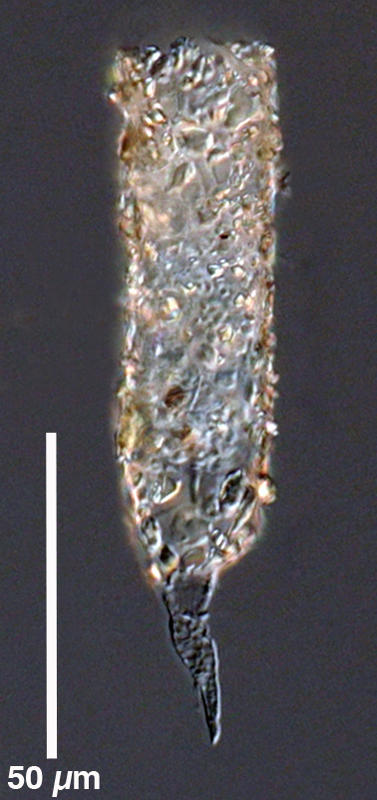 Rhizodom145LL30LODNeretvaEsturCroatia