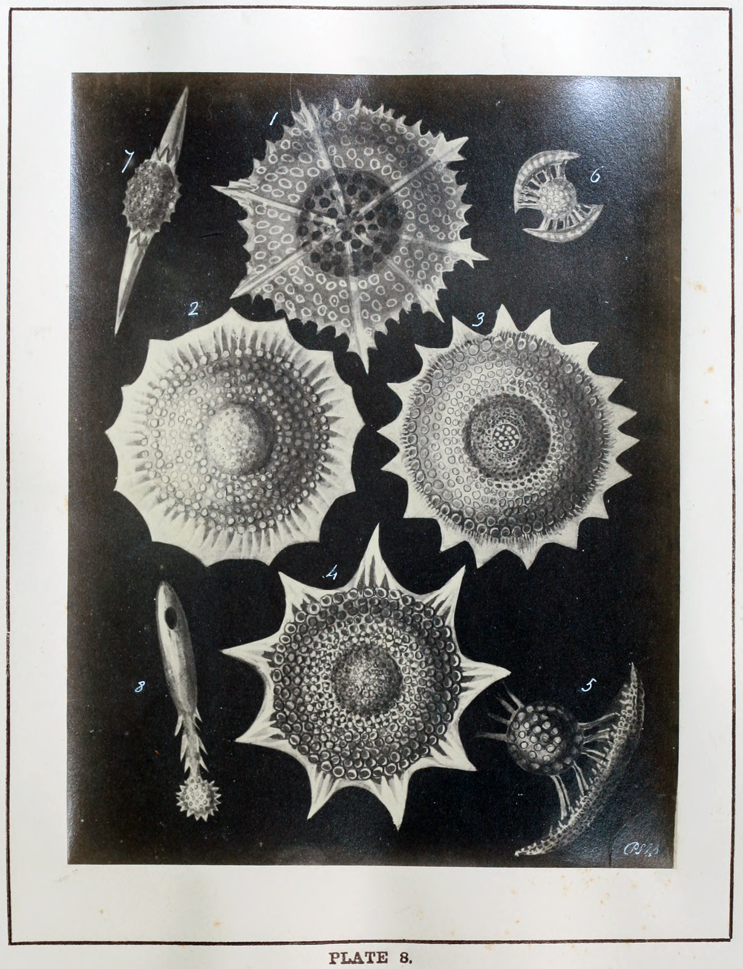 plate 8