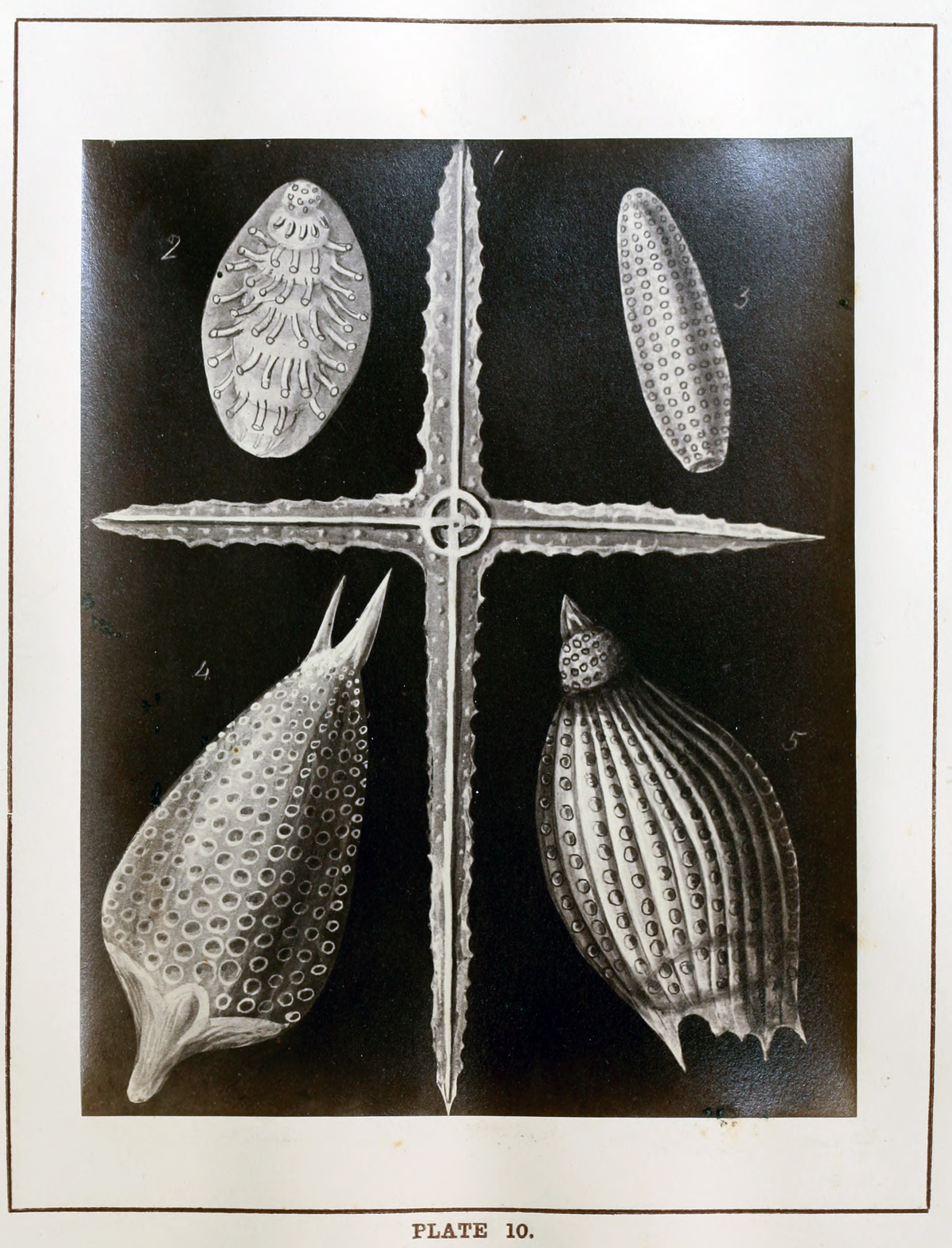 plate 10