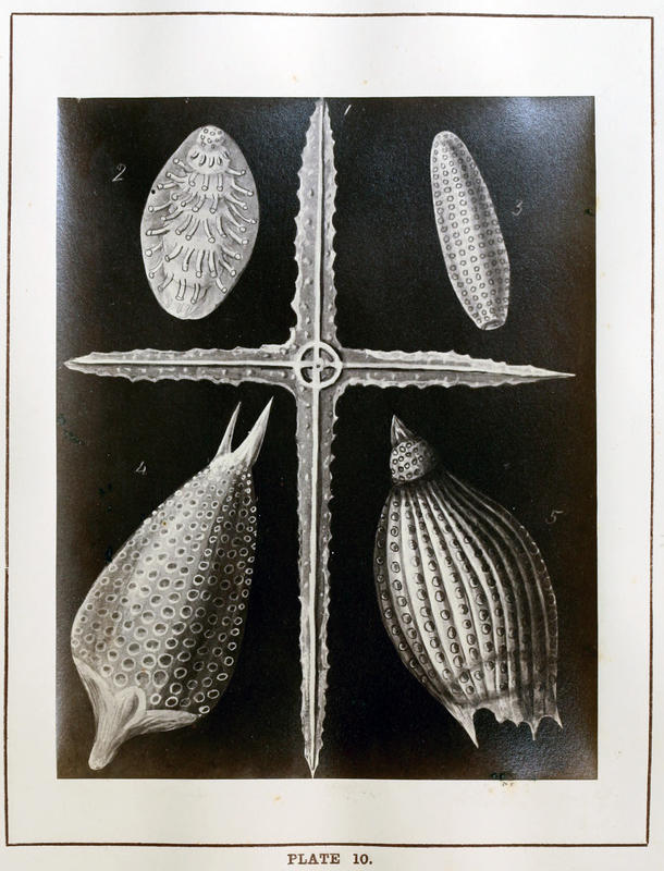 plate 10