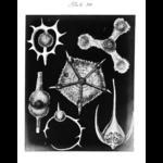 plate 20