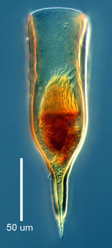 Parundella pellucida