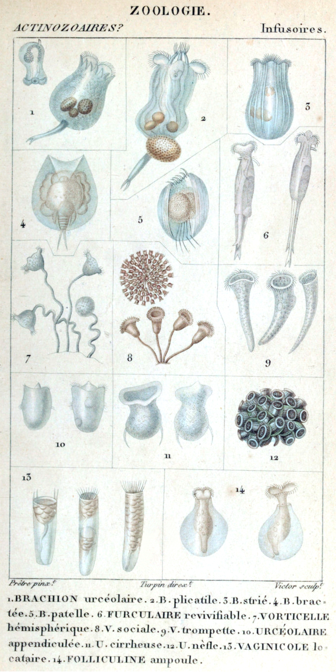 Infusoire Plate with Tintinnid (13)