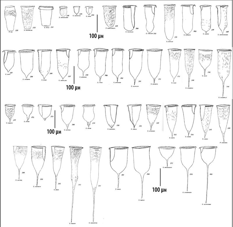Cymatocylis Spp By Shape from K&C 1929