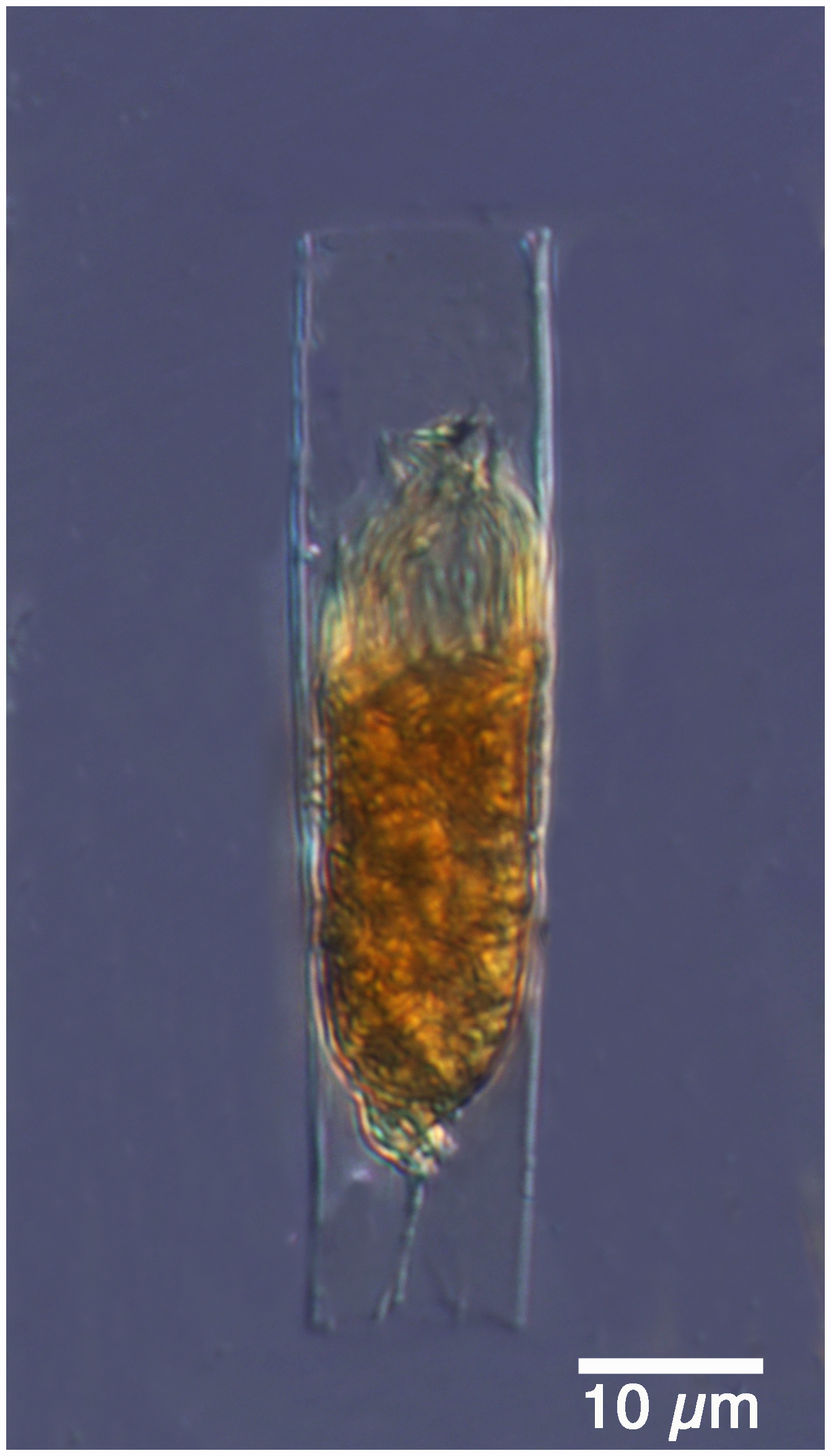TinyEutinLOD12LL60Arctic2017St1B