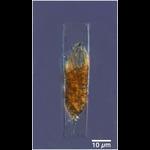 TinyEutinLOD12LL60Arctic2017St1B