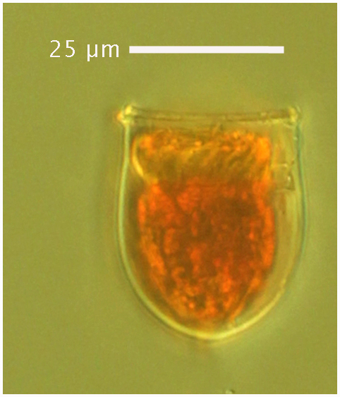 Ascampbelliella torulate (Jörgensen 1924)