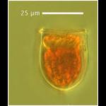 Ascampbelliella torulate (Jörgensen 1924)