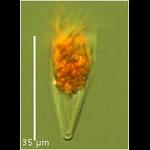 Tiny Salpingella species!