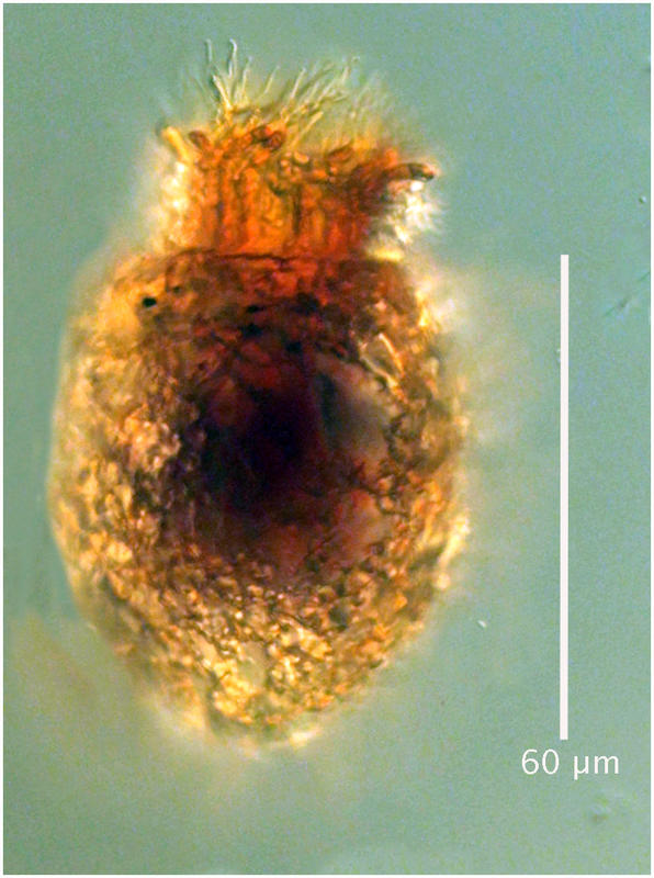 Tintinnopsis beroidea