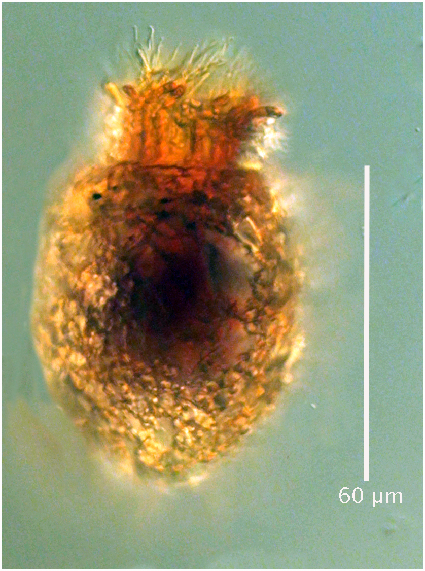 Tintinnopsis beroidea