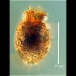 Tintinnopsis beroidea