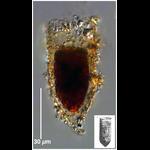 Tintinnopsis tubulosoides