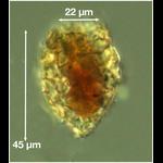 Tintinnopsis parva