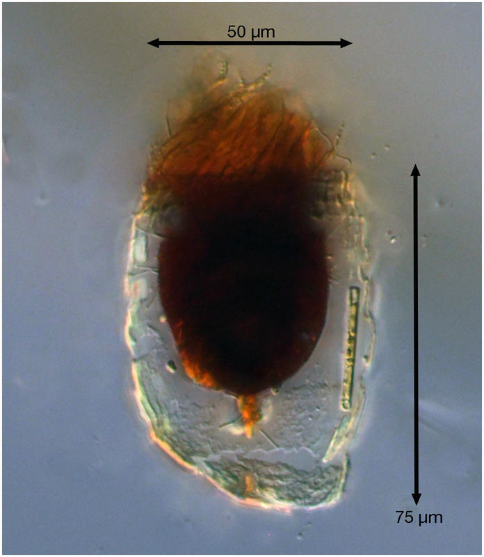 Apparently new Metacylis species