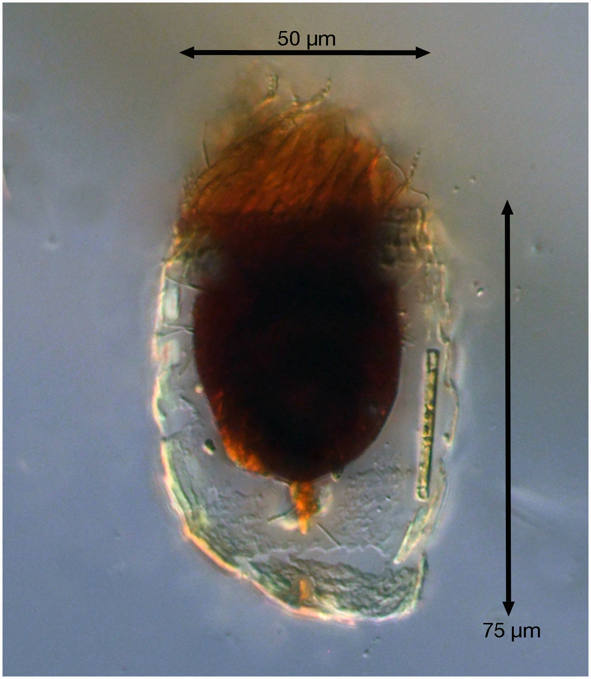 Apparently new Metacylis species