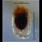 Apparently new Metacylis species