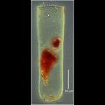 ParafavellaDigitalill250lod65