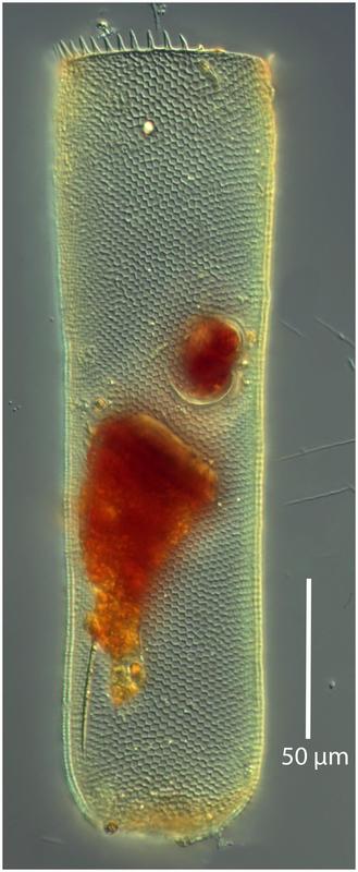 ParafavellaDigitalill250lod65