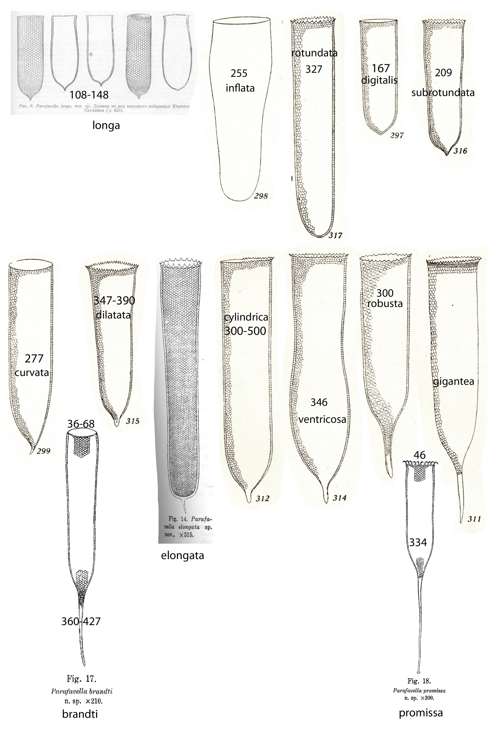 Parafavella Cylinders