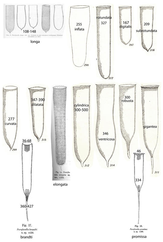 Parafavella Cylinders
