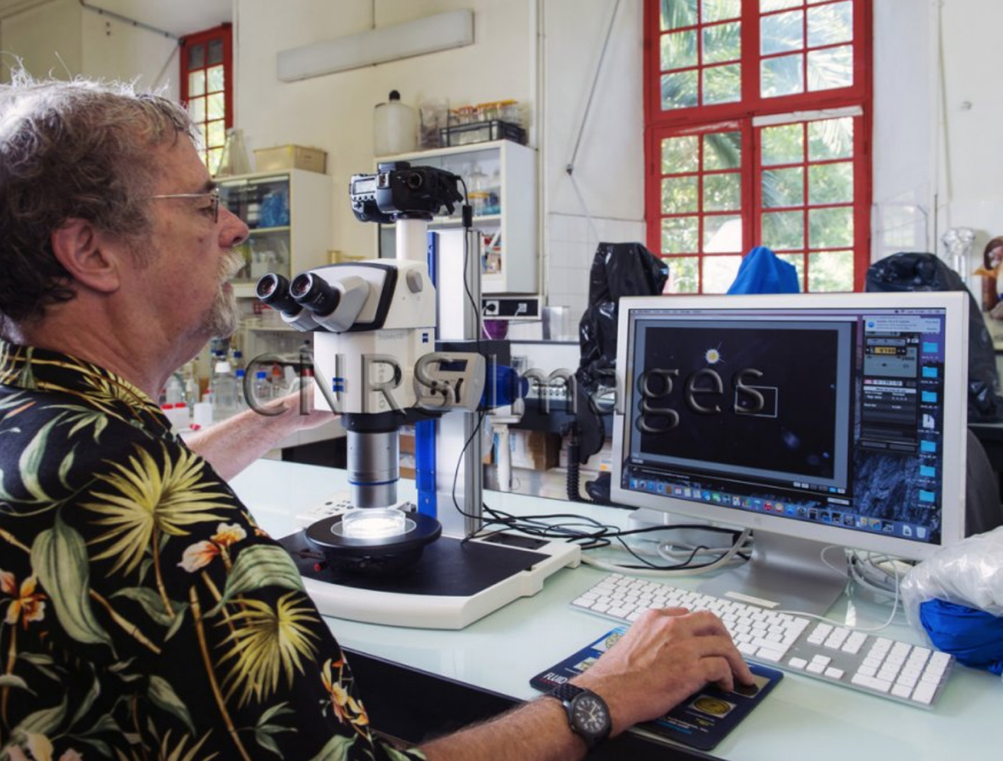 Great Zeiss Dissecting Scope