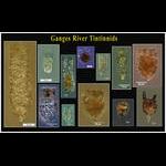 Aquaparadox: the diversity of planktonic microorganisms