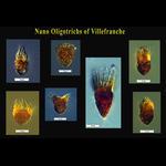 Aquaparadox: the diversity of planktonic microorganisms