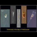 Aquaparadox: the diversity of planktonic microorganisms