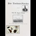 Aquaparadox: the diversity of planktonic microorganisms