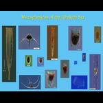 Aquaparadox: the diversity of planktonic microorganisms