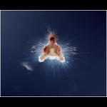 Aquaparadox: the diversity of planktonic microorganisms