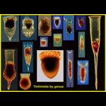 Aquaparadox: the diversity of planktonic microorganisms
