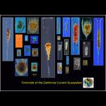 Aquaparadox: the diversity of planktonic microorganisms