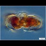 Aquaparadox: the diversity of planktonic microorganisms