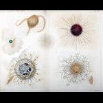Aquaparadox: the diversity of planktonic microorganisms