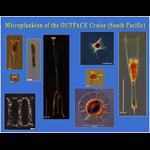 Aquaparadox: the diversity of planktonic microorganisms