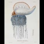 Aquaparadox: the diversity of planktonic microorganisms