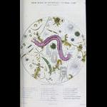 Aquaparadox: the diversity of planktonic microorganisms