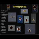 Aquaparadox: the diversity of planktonic microorganisms