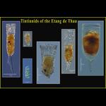 Aquaparadox: the diversity of planktonic microorganisms