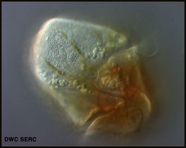Gymnodinid  in trouble.