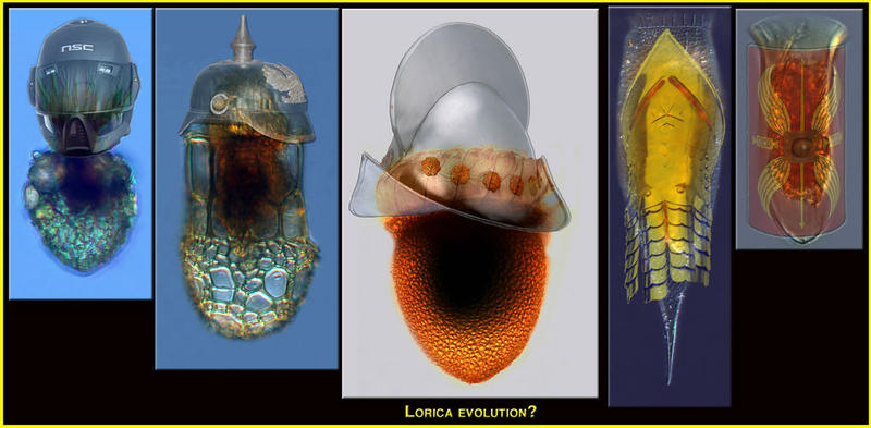Why have a lorica or shell?