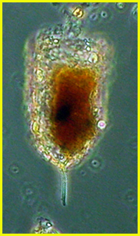 Stylicauda platensis
