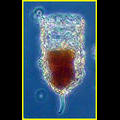 Stylicauda platensis